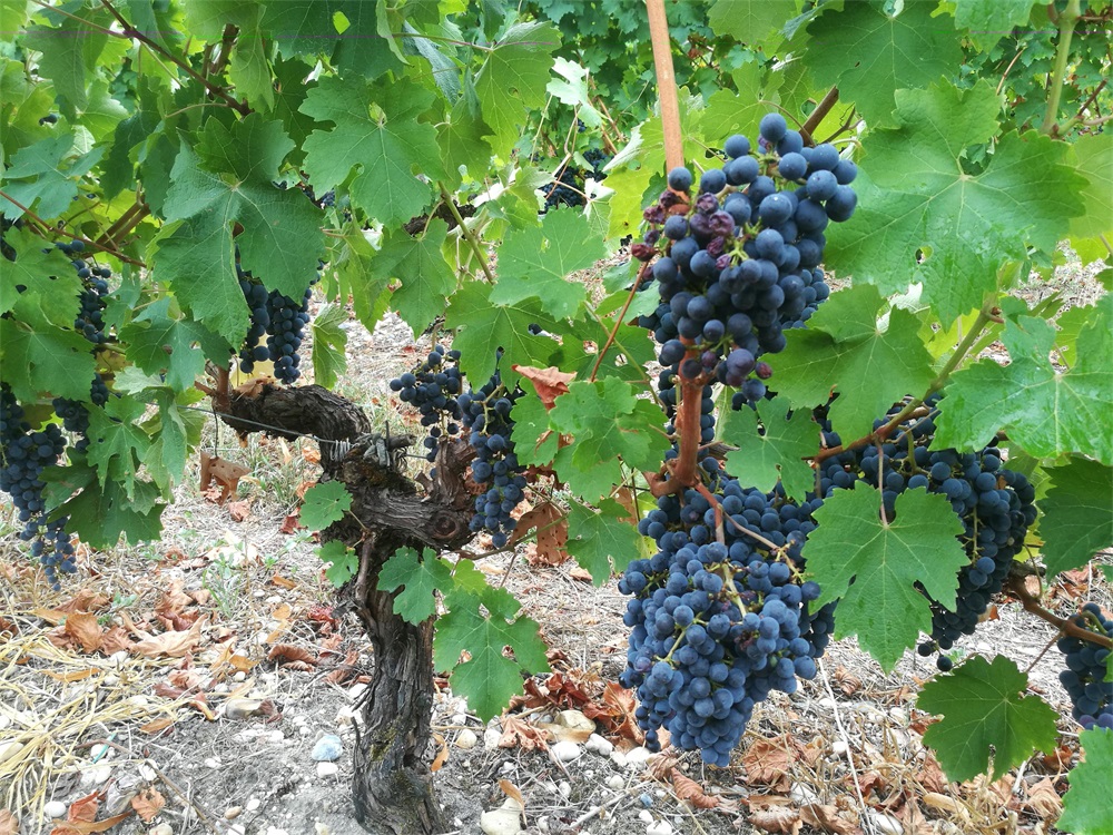 做進(jìn)口紅酒哪里拿貨